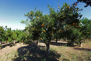 Fototapeta na wymiar Orange tree and berries in the garden