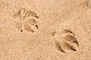 Dog paw prints in the sand on the beach