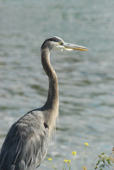 close up of blue heron in marsh water, wildlife reservation