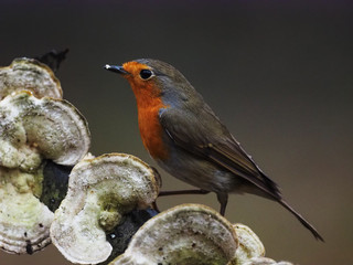 Robin