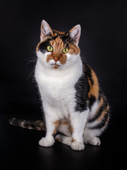Fototapeta na wymiar Sitting domestic tortoiseshell cat with white, black and red, looking straight at the camera, isolated on black background