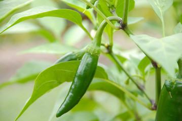 green hot jalapeno peppers hanging on plant ready for picking