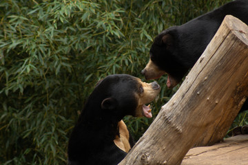 bear in zoo