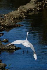 egret in forest