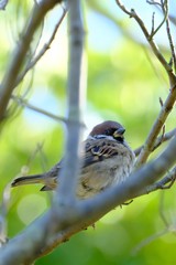 sparrow in forest