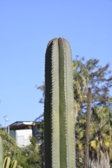 mundo cactus