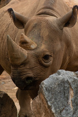 Obraz premium white rhinoceros in zoo