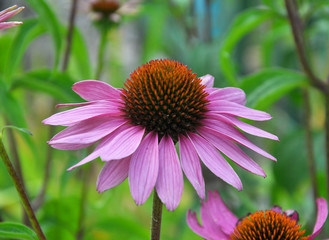 Bloom in nature Echinacea purpurea
