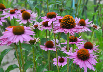 Bloom in nature Echinacea purpurea