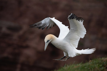 Morus bassanus, Northern gannet The bird is flying in nice natural environment nesting colony in the island Helgoland. Colored cliffs  In the backgroud. Wildlife scene from Europe..