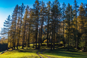 larch forest in autumn