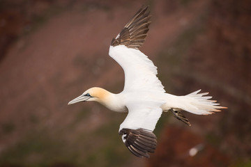 Morus bassanus, Northern gannet The bird is flying in nice natural environment nesting colony in...