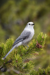 Perisoreus canadensis, Canada jay The bird is perched on the branch in nice wildlife natural environment of Yelowstone National Park. Wildlife scene from USA..