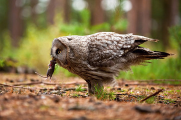 Strix nebulosa, Great grey owl The bird is eating the mouse in nice natural environment of Finland....