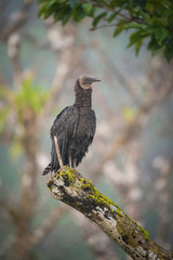 The Black Vulture, Coragyps atratus The bird is perched on the branch in nice wildlife natural environment of Costa Rica