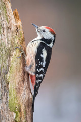 The Middle Spotted Woodpecker,  Dendrocoptes medius is sitting on the branch, somewhere in the forest, colorful background and nice soft light, winter picture with the snow
