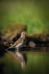 The Song Thrush or Turdus philomelos is sitting at the waterhole in the forest Reflecting on the surface Preparing for the bath Colorful backgound with some flower