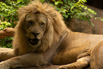 portrait of a lion