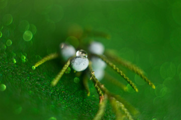 Macrophoto berries and juniper leaf