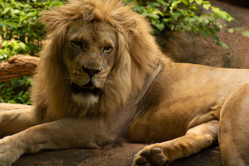 portrait of a lion