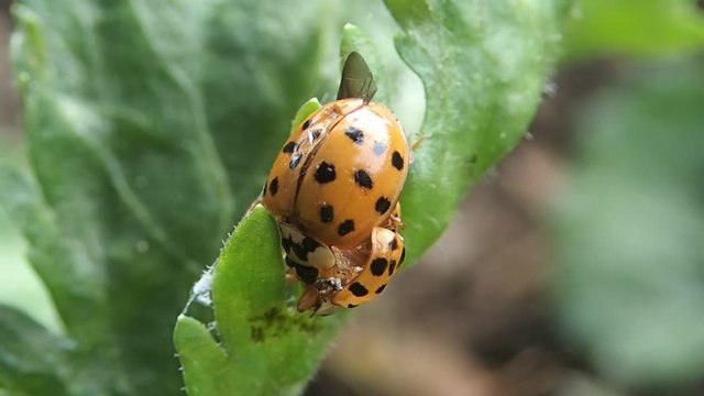 Ladybug eating another ladybug