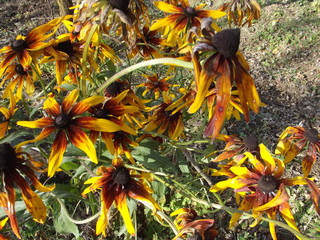 Autumn flowers in the garden