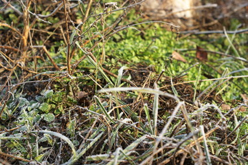 Dry grass in winter forest covered with hoarfrost close up