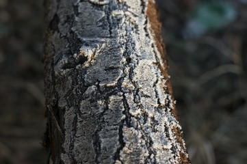 Close-up of hoarfrost on tree. Winter beautiful sunset