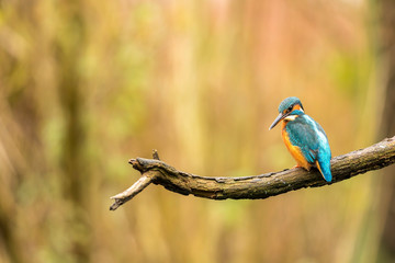kingfisher on a branch
