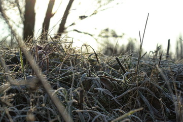 Dry grass in winter forest covered with hoarfrost close up