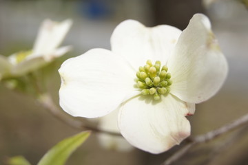 white flowers of cherry tree