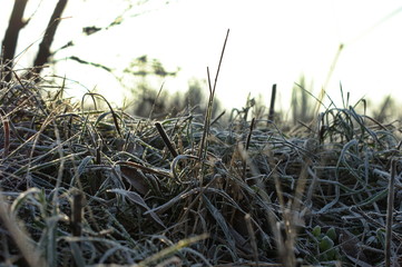 Fototapeta na wymiar Dry grass in winter forest covered with hoarfrost close up