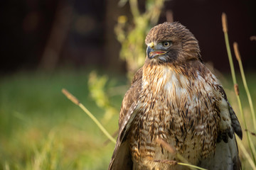 Hawk screaming