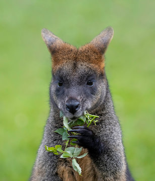 Wallabee eating greens