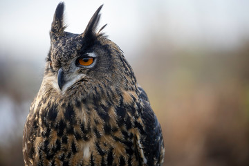 Portrait of a horned owl