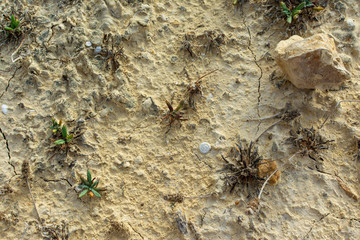 Dried surface texture of sand and mud
