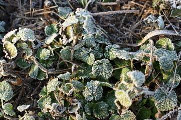 Green grass in hoarfrost. Winter background, morning frost on the grass