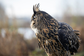 Profile shot of a great Oehoe