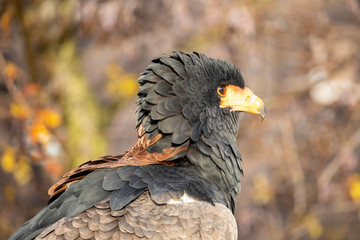 Profile shot of a Bataleur