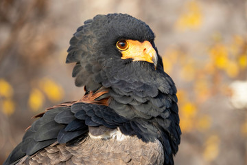 portrait of an eagle