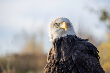 bald eagle