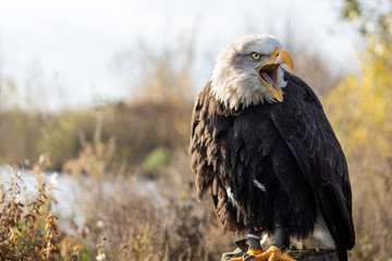 portrait of an eagle