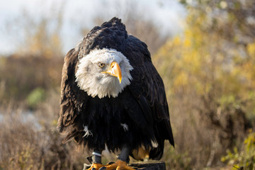 portrait of an eagle
