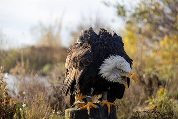 bald eagle screaming
