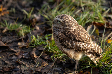 Barn owl on the ground