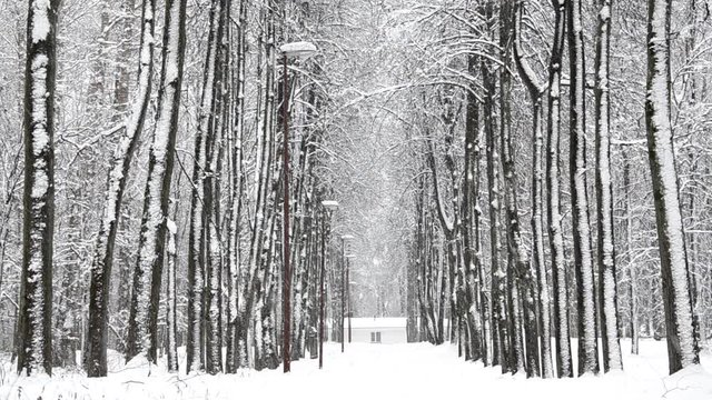 Snowfall in winter in the forest, soft snowy christmas morning with falling snow	