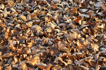 Leaves covered with hoarfrost. The beginning of winter.