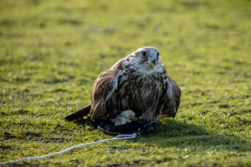 Falcon looking up sitting in grass