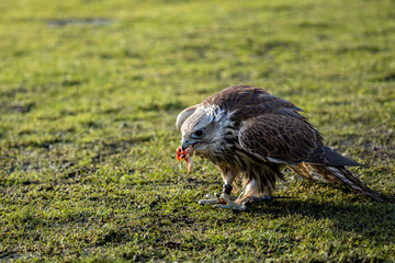 Falcon eating prey