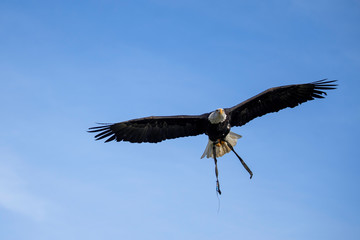 bald eagle in flight
